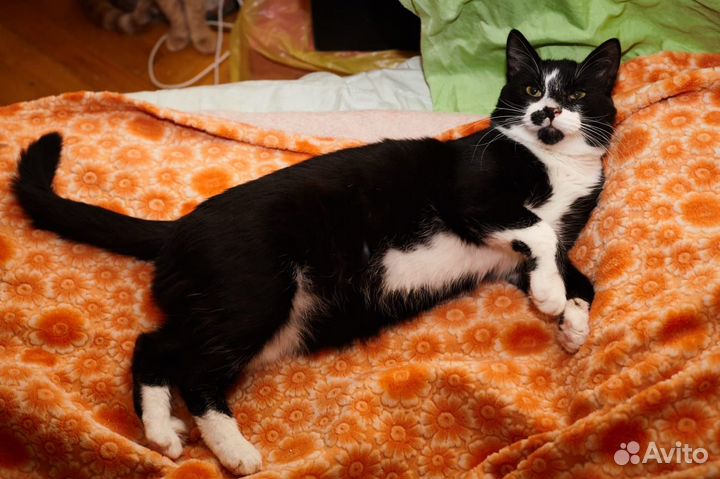 Котик бесплатно в добрые руки