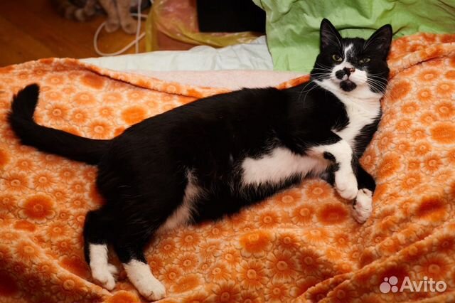 Котик бесплатно в добрые руки