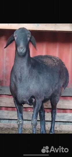 Гисарские бараны