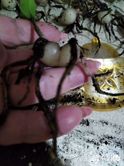 Замиокулькас