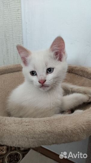 Кошки в добрые руки