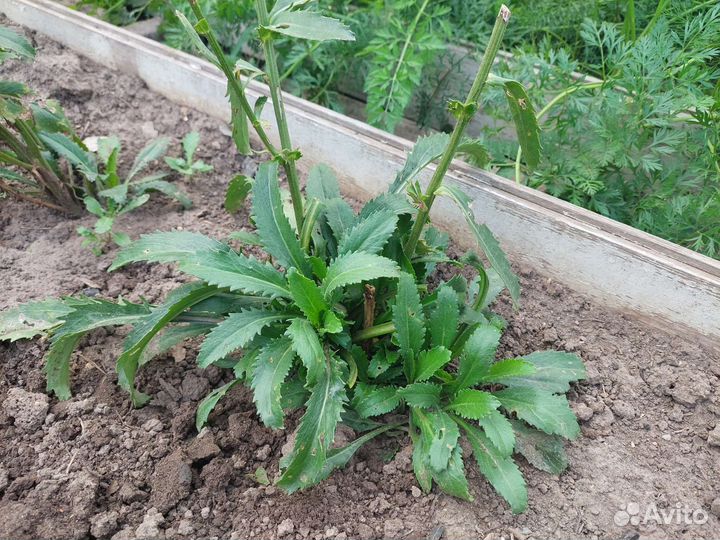 Ромашка (Нивяник)