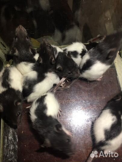 Крысята дамбо