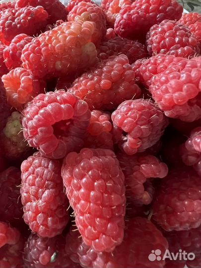 Малина отборная крупная 3-4см