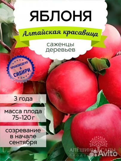 Саженцы Яблони