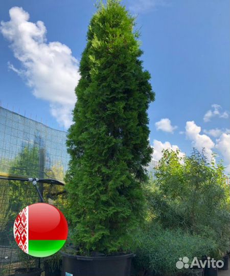 Туя Смарагд,Брабант,Колумна