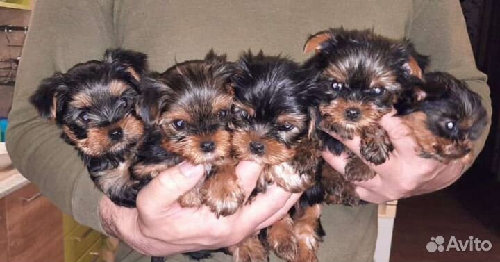 Йоркширский терьер мини