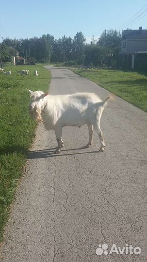 Козел зааненский