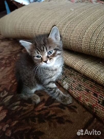 Котята от Катерины