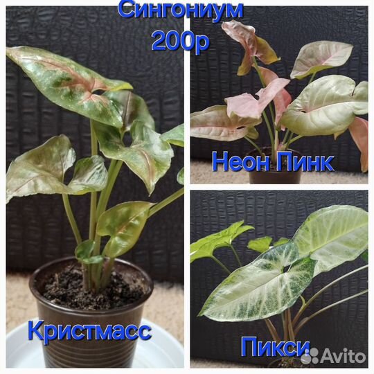 Комнатные растения