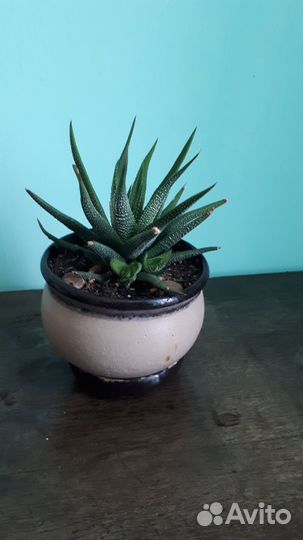 Комнатные цветы. Кактусы