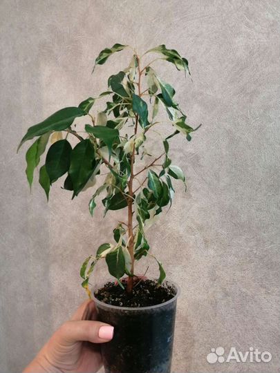 Фикус бенджамина керли