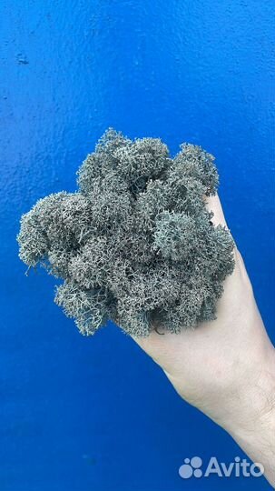 Стабилизированный мох, Серый