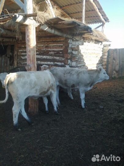 Бычки телки сементал