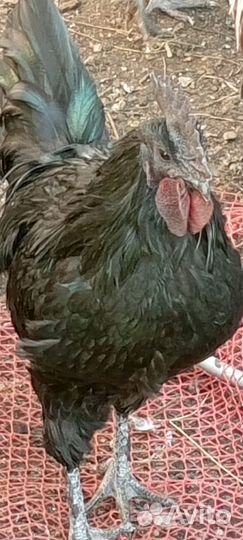 Петух Ухей илюй