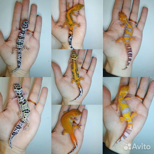 Эублефары сезон 2023