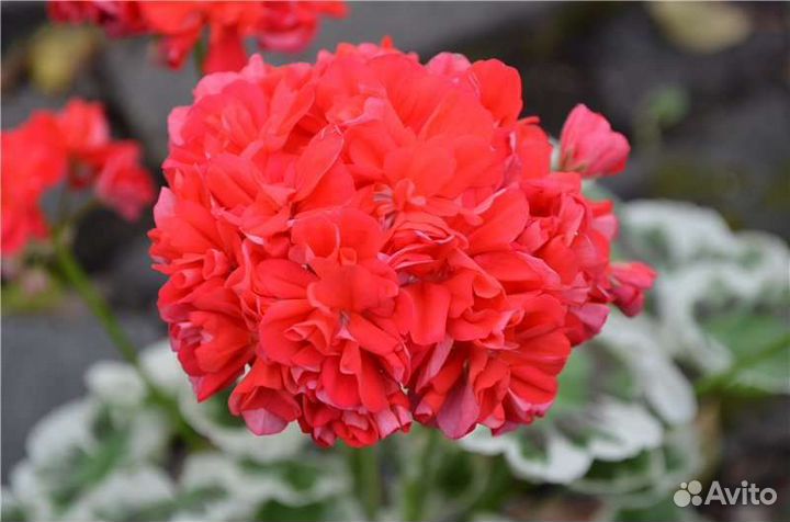 Пеларгония Oliver Velfair