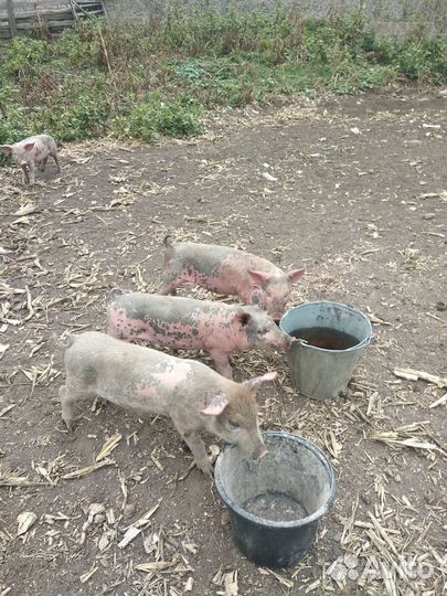 Кабаны и матки