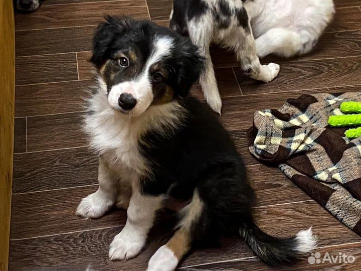 Щенки Бордер Колли