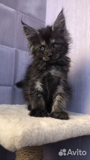 Мальчик и девочки мейн-кун