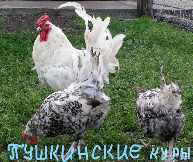 Петух Кученская Юбилейна Брама Пушкинская Дворянин