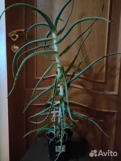 Алоэ (столетник)