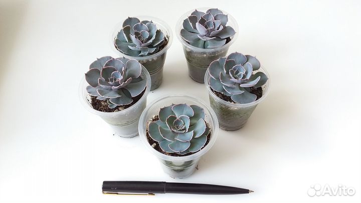 Эхеверии и другие суккуленты