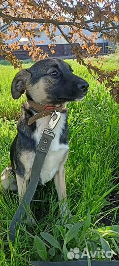 Ищет дом щенок не крупной Собачки Леди