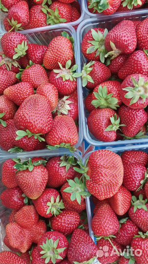 Рассада клубники зарубежных сортов