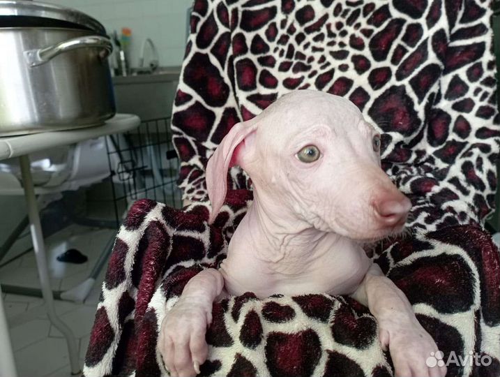 Мексиканская голая собака