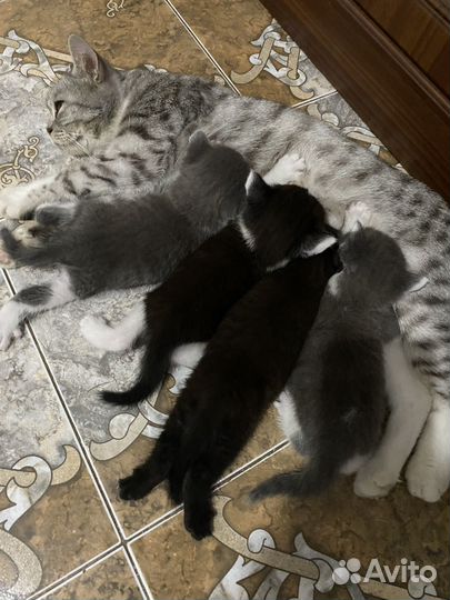 Отдам котенка в добрые руки бесплатно