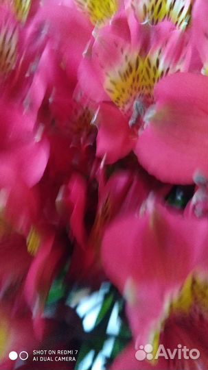 Альстромерия краснодарская красная