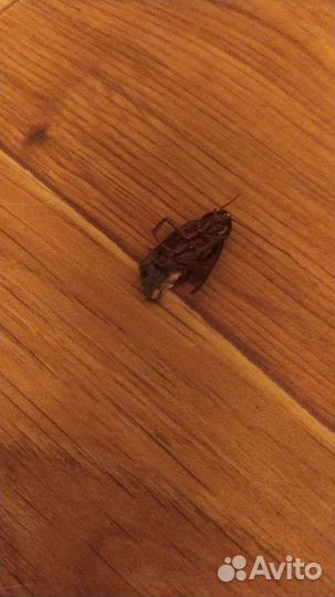 Капсулы (большие) от тараканов и насекомых