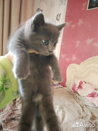 Помесь с британцем