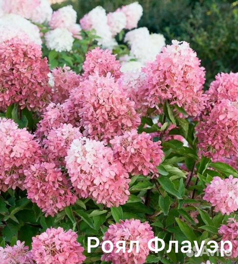 Гортензия 1500