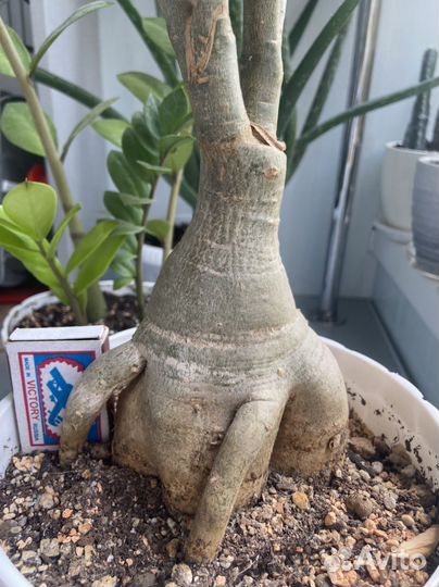 Кактусы, суккуленты комнатные цветы