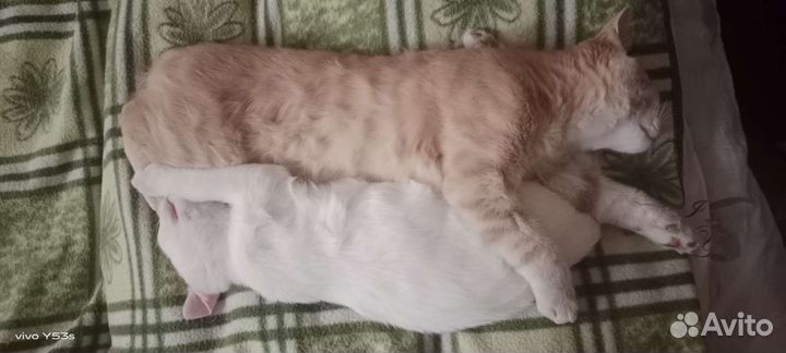 Котята в добрые руки приучены к лотку