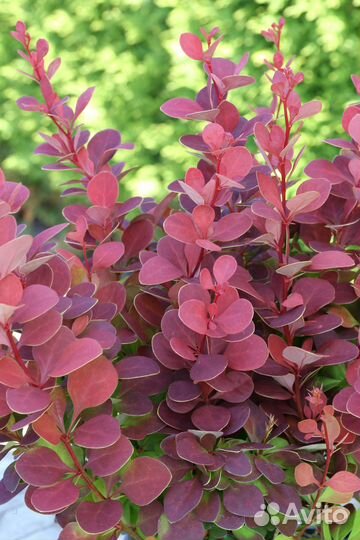 Барбарис тунберга