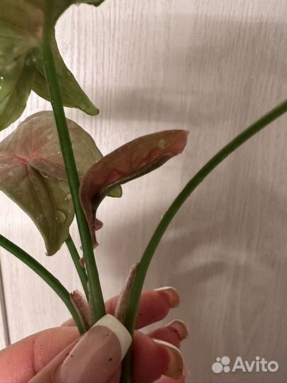 Сингониум Розовая икра