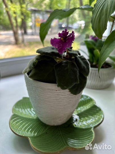 Отводки фиалок