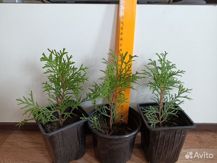 Туя смарагд