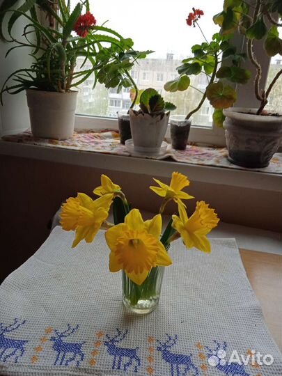 Луковицы нарциссов