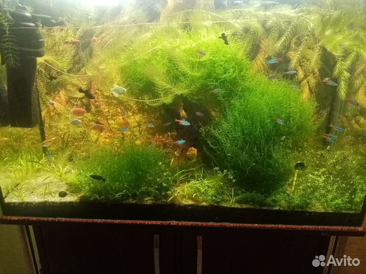 Аквариум готовый с растениями и рыбами