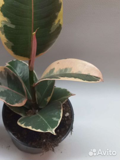 Фикус эластика тинеке