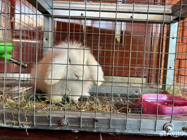 Кролик вислоухий