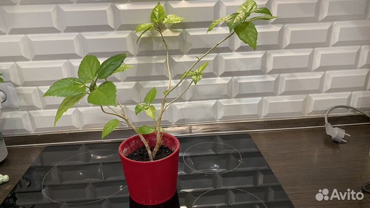 Гибискус китайская роза