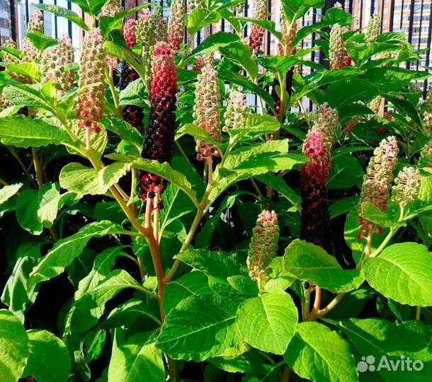 Лаконос-Фитолакка