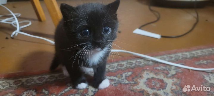 Кошки в добрые руки бесплатно