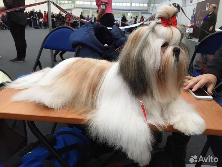 Вязка ши-тцу