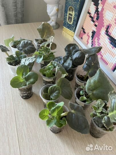 Сортовые фиалки